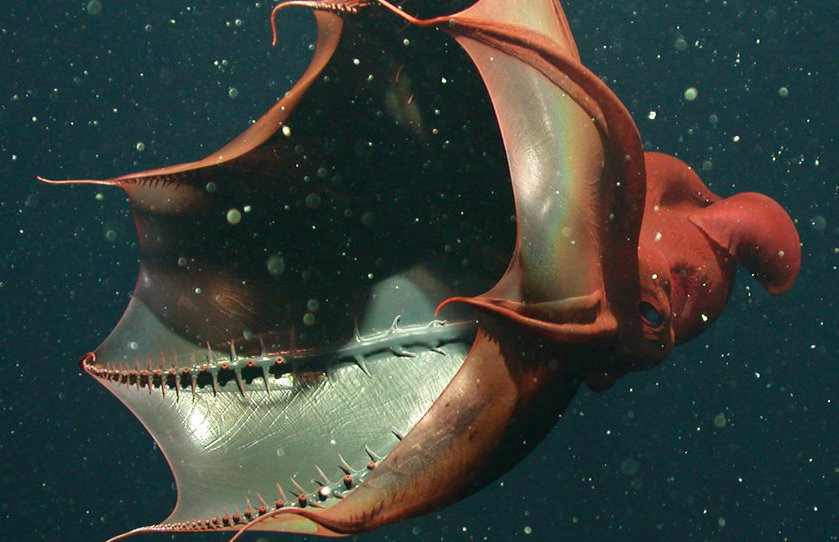 Vampire squid